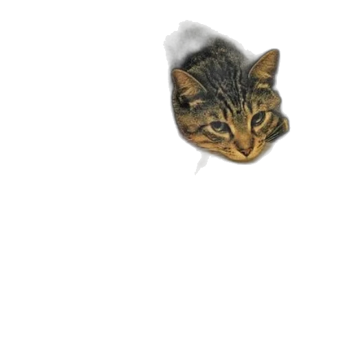 animal, creature, face, staff transparent PNG cut-out