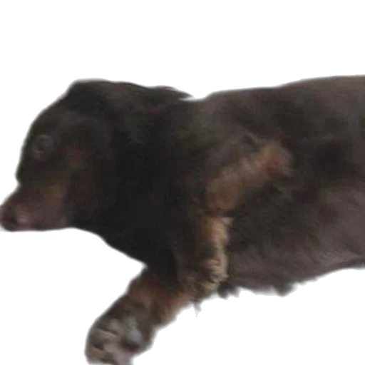 animal, creature, staff, hair transparent PNG cut-out