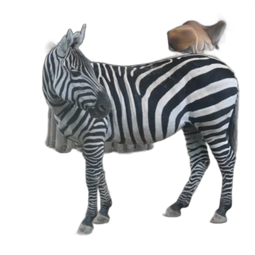 animal, hat, furniture, creature transparent PNG cut-out