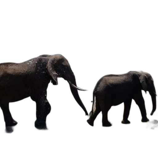 animal, 3d render, concept art, photorealistic transparent PNG cut-out