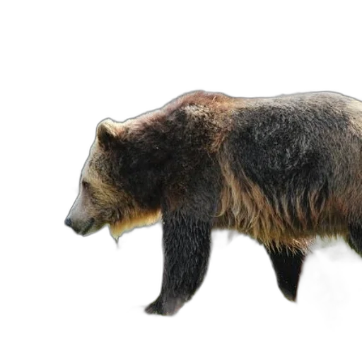 animal, creature, 3d render, photorealistic transparent PNG cut-out