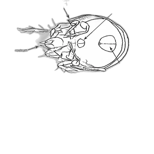 mask, crown, dragon, face transparent PNG cut-out