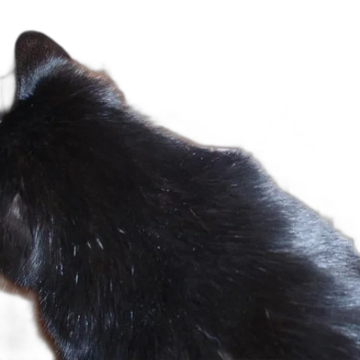 creature, animal, staff, hat transparent PNG cut-out