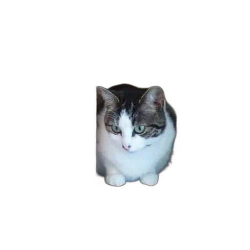 animal, creature, face, robot transparent PNG cut-out