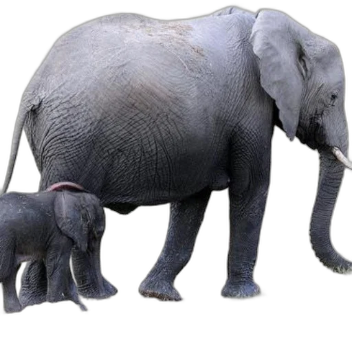 animal, creature, staff, hat transparent PNG cut-out