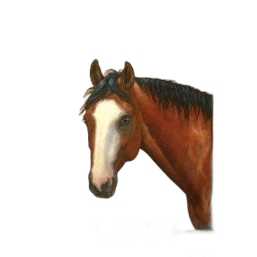 animal, hat, creature, staff transparent PNG cut-out