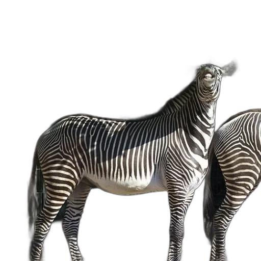 animal, creature, jewelry, furniture transparent PNG cut-out