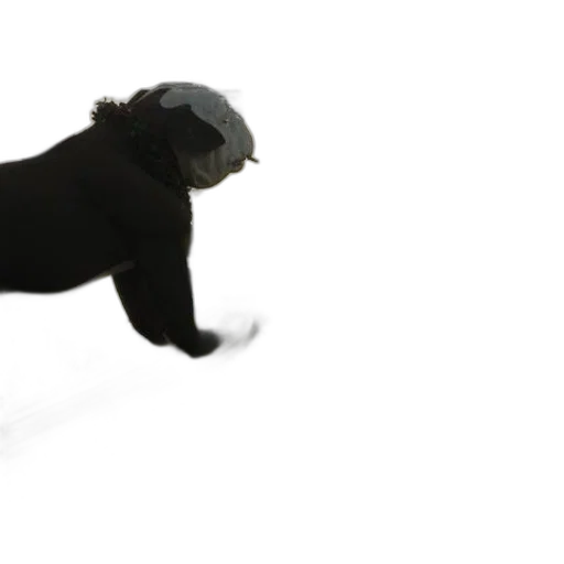 hat, animal, staff, creature transparent PNG cut-out