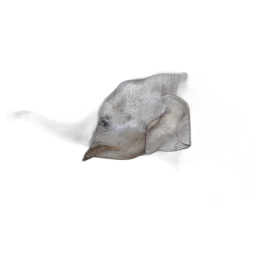 animal, creature, hat, dragon transparent PNG cut-out
