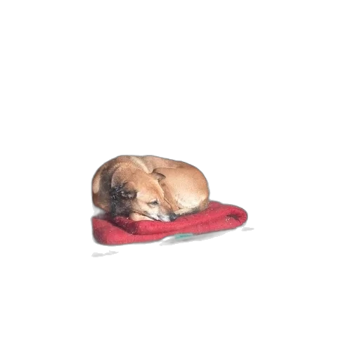 animal, shoes, hat, staff transparent PNG cut-out