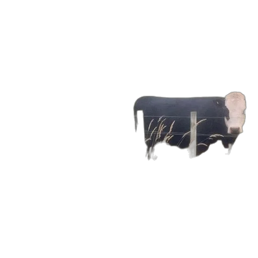 animal, furniture, food, creature transparent PNG cut-out