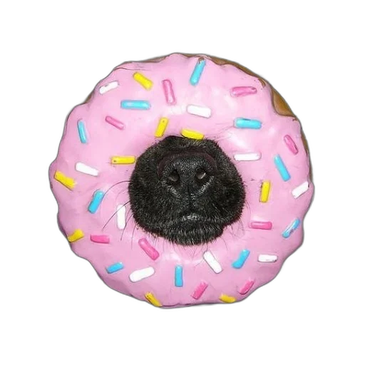 food, animal, creature, hat transparent PNG cut-out