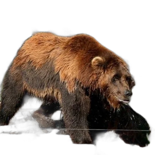 animal, creature, photorealistic, concept art transparent PNG cut-out