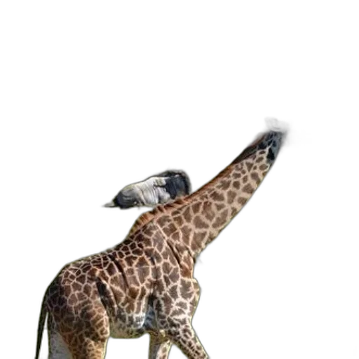 animal, staff, creature, hat transparent PNG cut-out