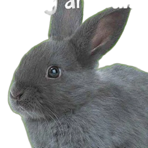 animal, creature, robot, hat transparent PNG cut-out