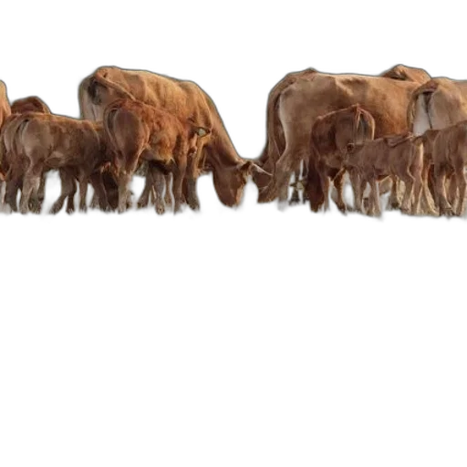 animal, concept art, 3d render, herd transparent PNG cut-out