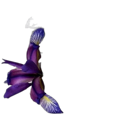 flower, jewelry, animal, crown transparent PNG cut-out