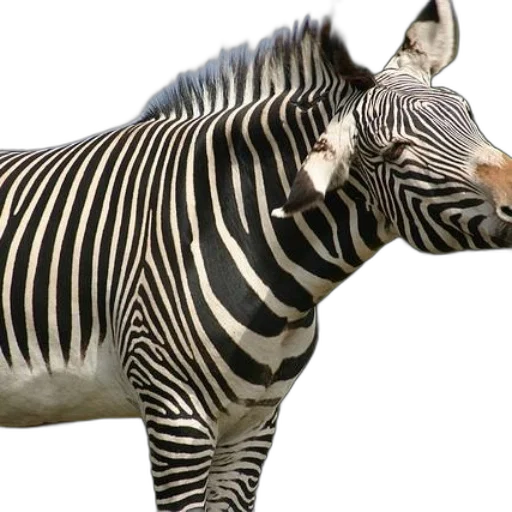 animal, creature, jewelry, photorealistic transparent PNG cut-out