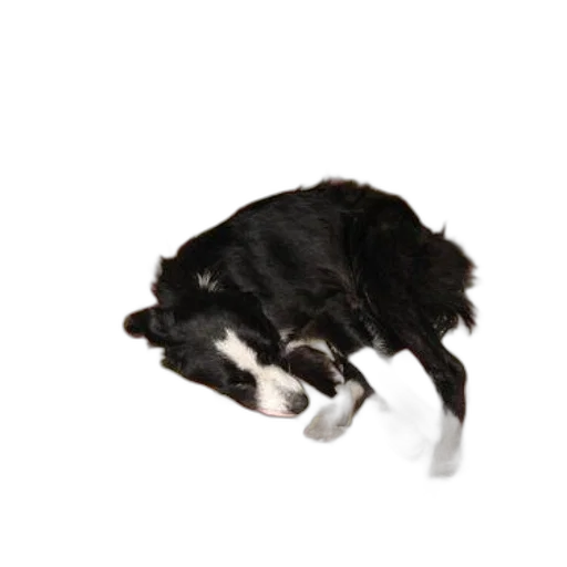 animal, staff, creature, shoes transparent PNG cut-out