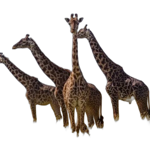 animal, creature, staff, crown transparent PNG cut-out