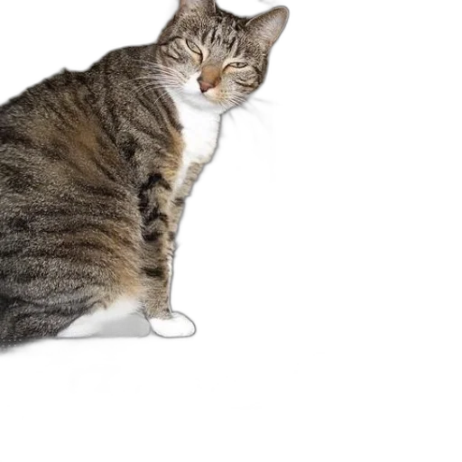 animal, creature, food, staff transparent PNG cut-out