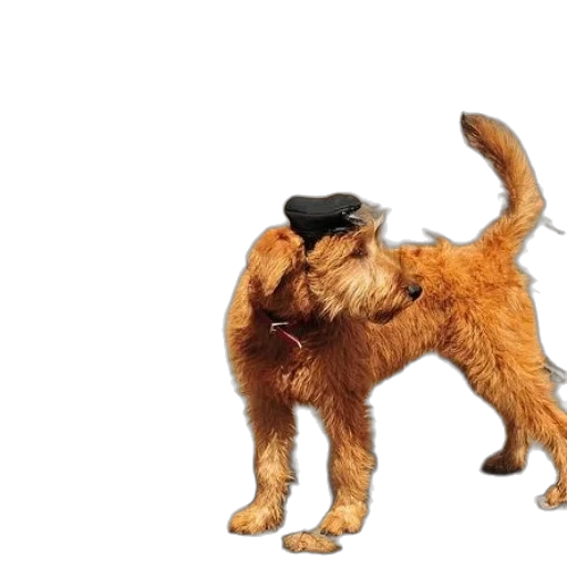animal, hat, staff, creature transparent PNG cut-out