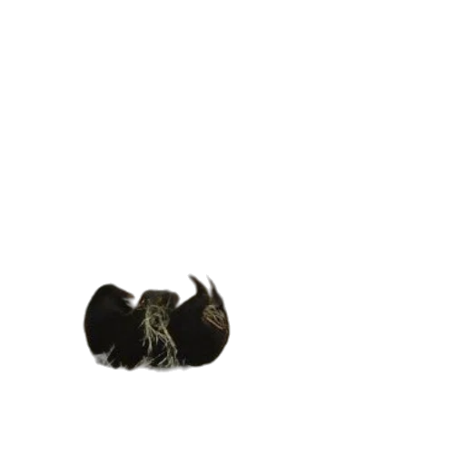 animal, hair, hat, jewelry transparent PNG cut-out