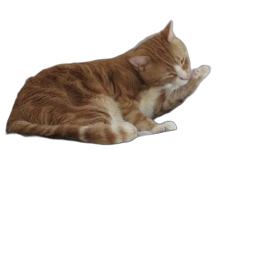staff, animal, weapon, creature transparent PNG cut-out