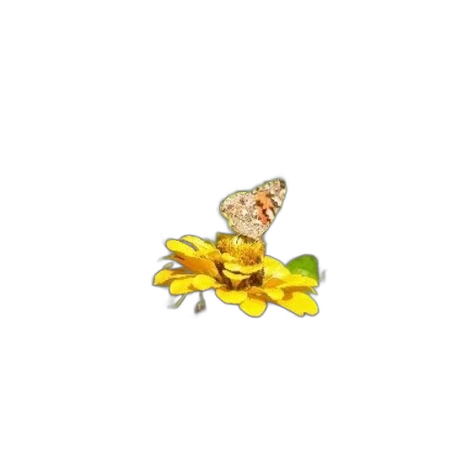 food, jewelry, flower, crown transparent PNG cut-out