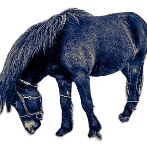 animal, creature, hair, crown transparent PNG cut-out