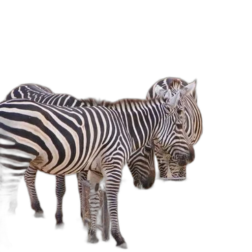 animal, creature, furniture, jewelry transparent PNG cut-out