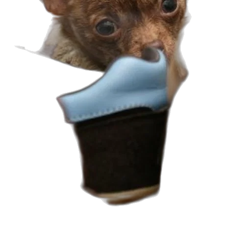 staff, animal, shoes, weapon transparent PNG cut-out