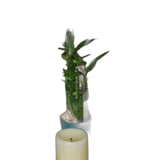bottle, staff, flower, jewelry transparent PNG cut-out