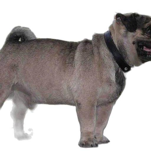 animal, creature, hair, staff transparent PNG cut-out