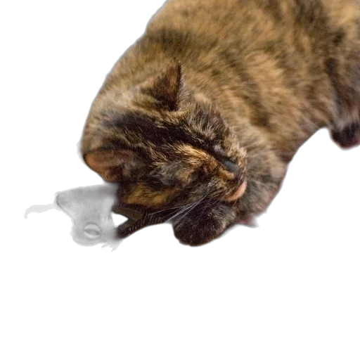 animal, creature, weapon, staff transparent PNG cut-out
