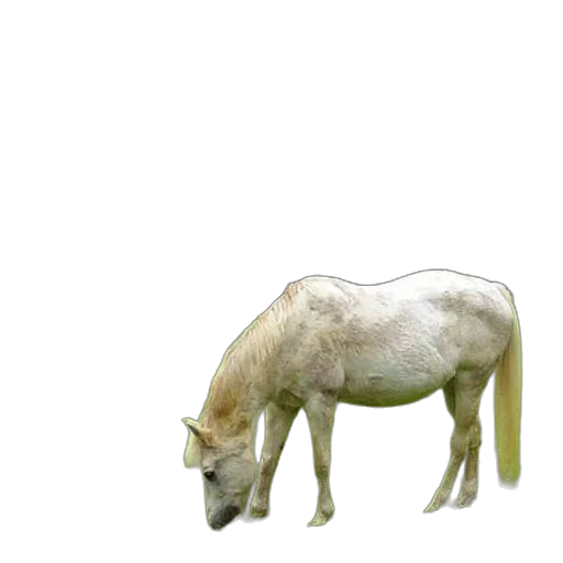 animal, creature, dragon, food transparent PNG cut-out