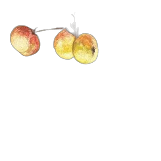 food, crown, jewelry, tree transparent PNG cut-out