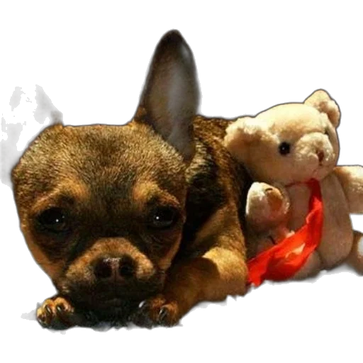animal, staff, creature, photorealistic transparent PNG cut-out