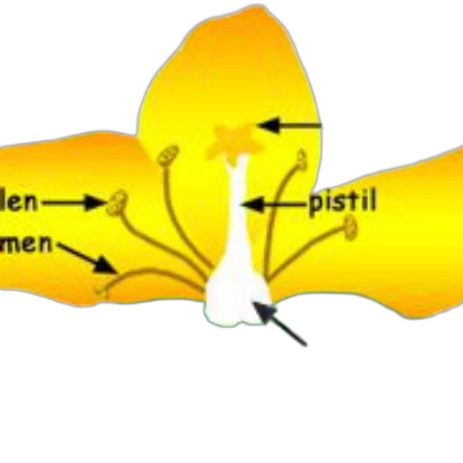 flower, jewelry, crown, hair transparent PNG cut-out