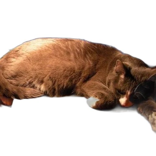 animal, creature, staff, hair transparent PNG cut-out
