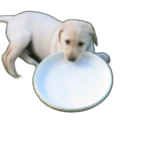animal, creature, food, jewelry transparent PNG cut-out
