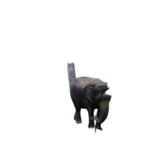 animal, creature, weapon, staff transparent PNG cut-out