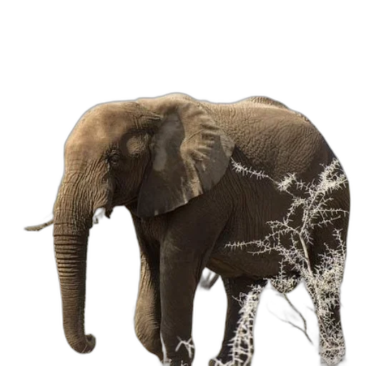 animal, creature, staff, crown transparent PNG cut-out