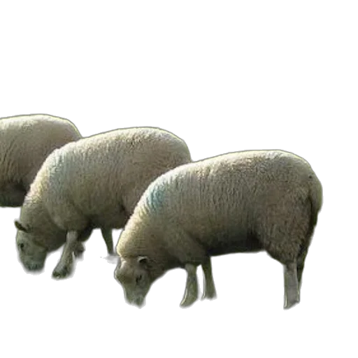 animal, 3d render, concept art, photorealistic transparent PNG cut-out