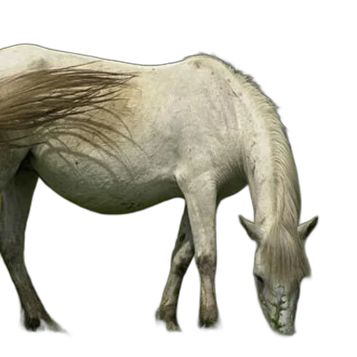 animal, creature, dragon, hair transparent PNG cut-out
