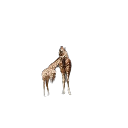 animal, jewelry, furniture, creature transparent PNG cut-out