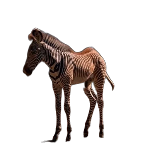 animal, creature, furniture, robot transparent PNG cut-out
