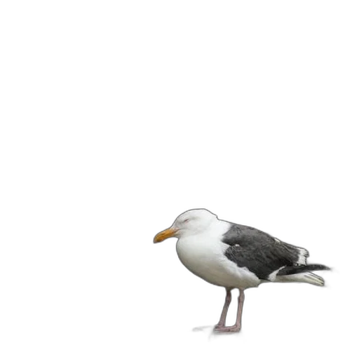 animal, creature, shoes, hat transparent PNG cut-out