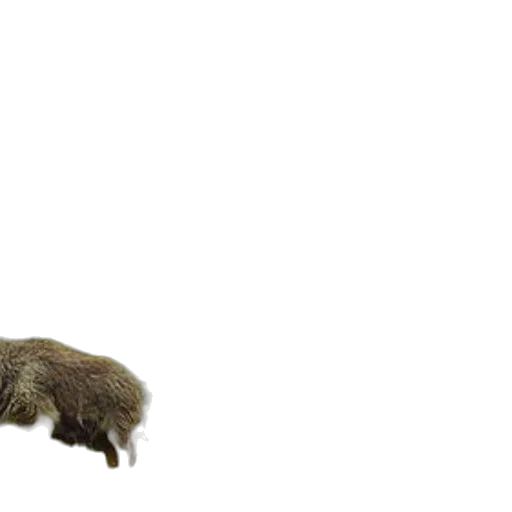animal, creature, hair, staff transparent PNG cut-out