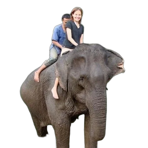 animal, creature, staff, hat transparent PNG cut-out